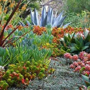 Plantes Succulentes & Tropicales